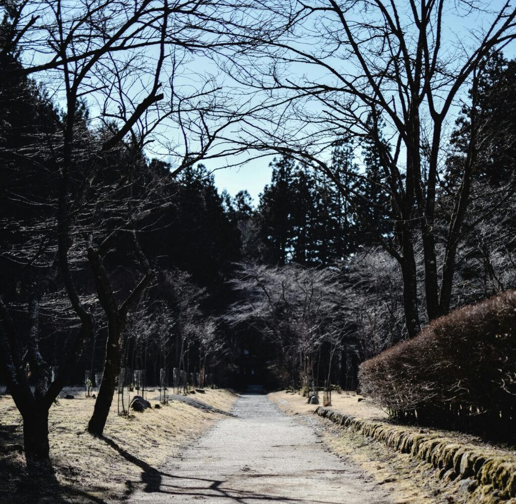 walkway through woods on a winter day